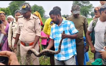 ବାହାଦୁରପଦର ତେଳନଦୀ ପୀଠରୁ ଆଠ ଫୁଟ ଲମ୍ବ ଅଜଗର ଉଦ୍ଧାର 